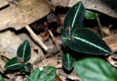 Giải[-]mã[-]bí[-]ẩn[-]loài[-]cỏ[-]trị[-]giá[-]100[-]triệu[-]đồng/kg